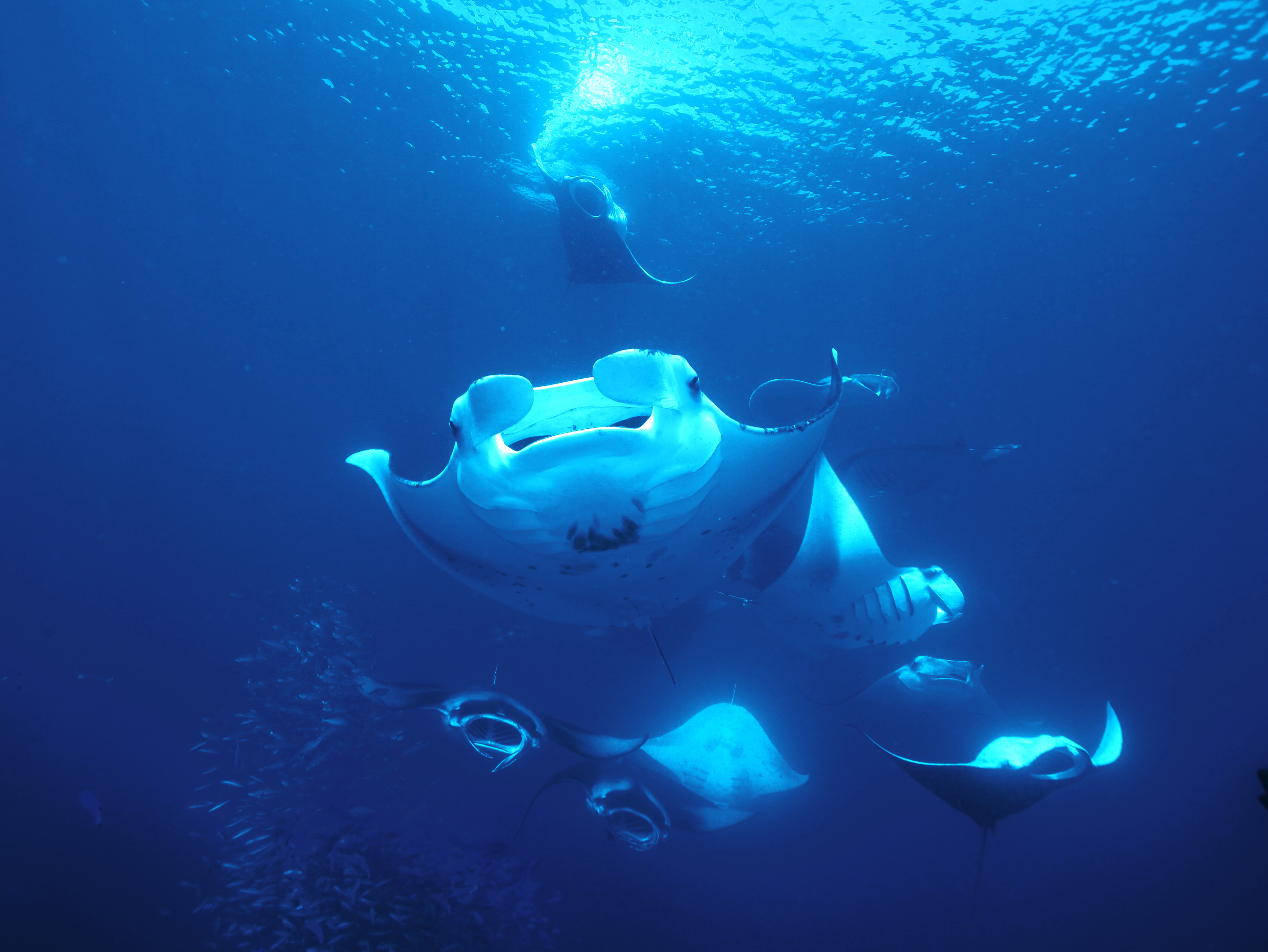 The Maldives rewards divers who go further